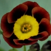 Primula Auricula Merridale - Abriachan Nurseries